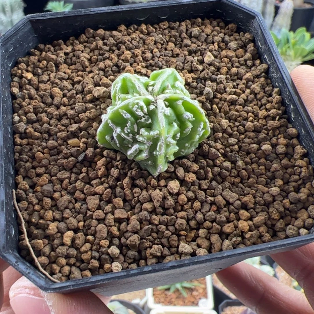 核桃鸾凤玉实生2.5一物一拍带盆发