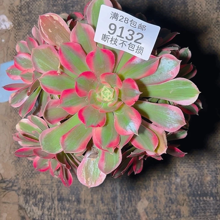 9132红女郎多肉植物