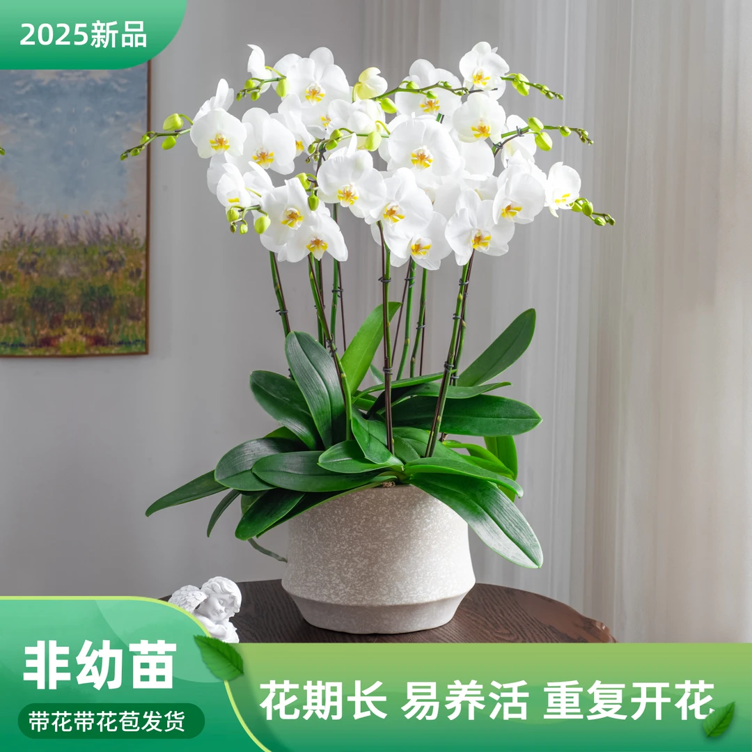 蝴蝶兰大花【诺丁汉】室内花卉 盆栽 带花苞客厅前台白色鲜花礼物