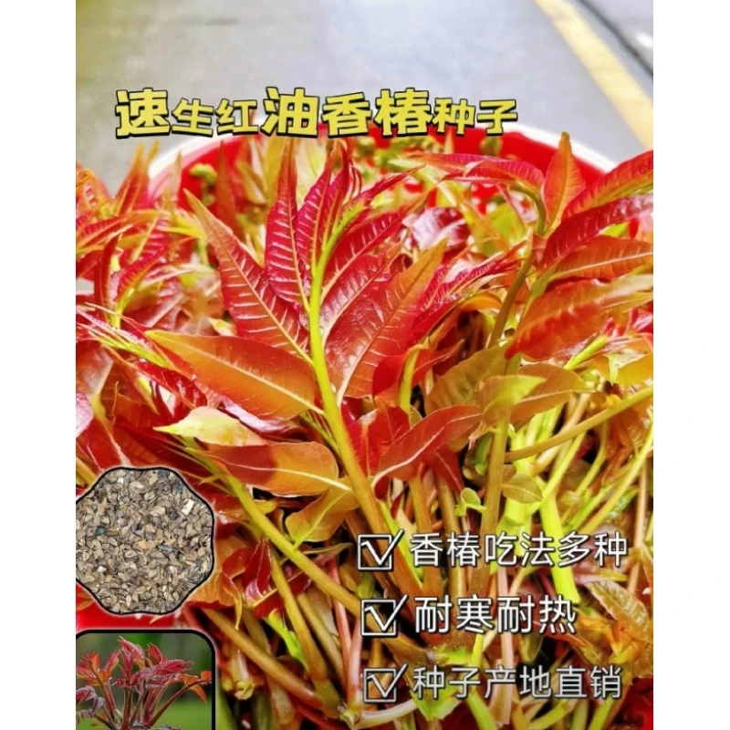 满3包 包邮 071香椿种子耐寒耐热速生香椿种子