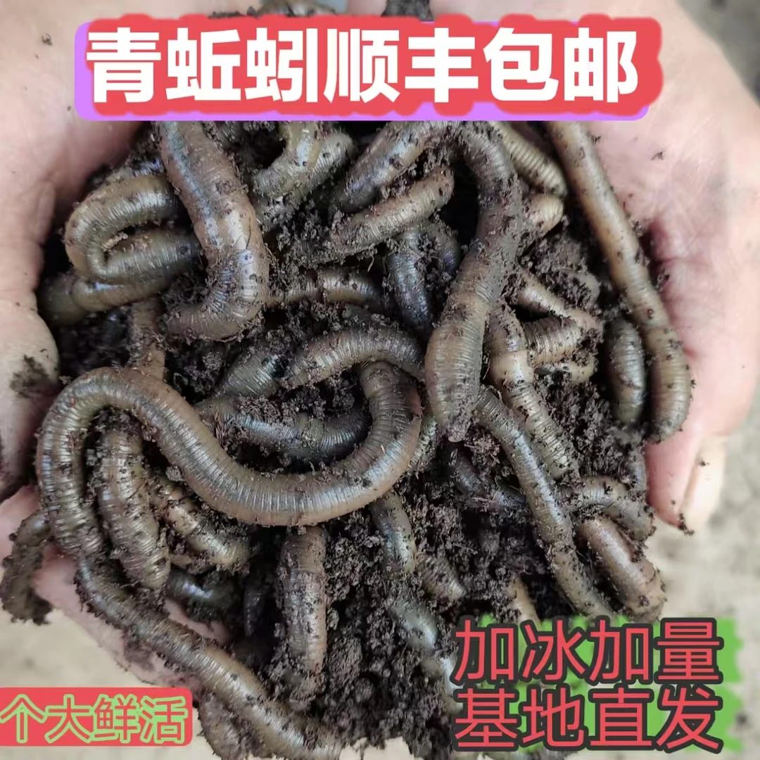 鲜活特大号青蚯蚓黑蚯蚓活体钓黄鳝钓鱼活饵包邮
