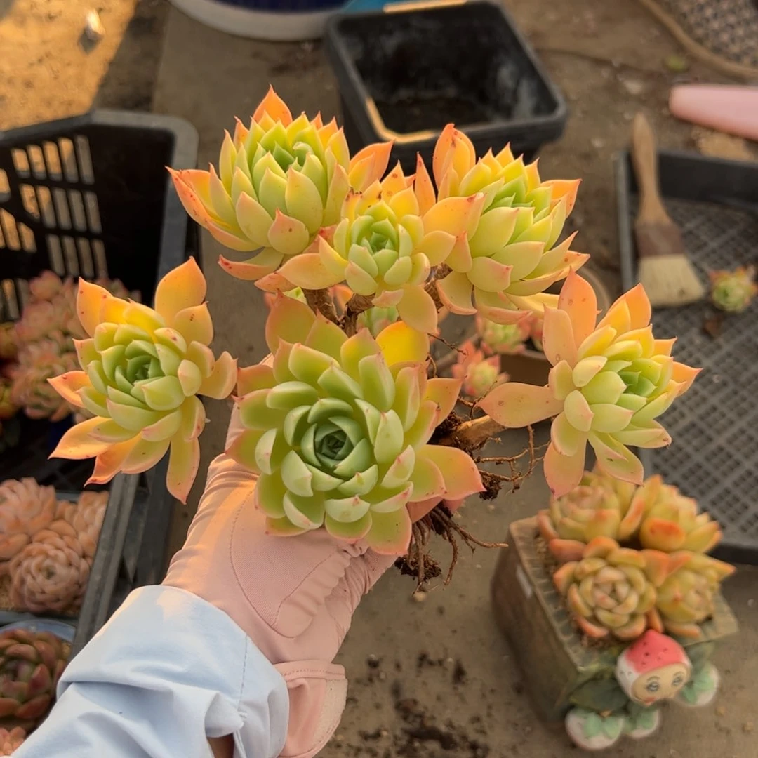 仔*180多肉植物组合盆栽