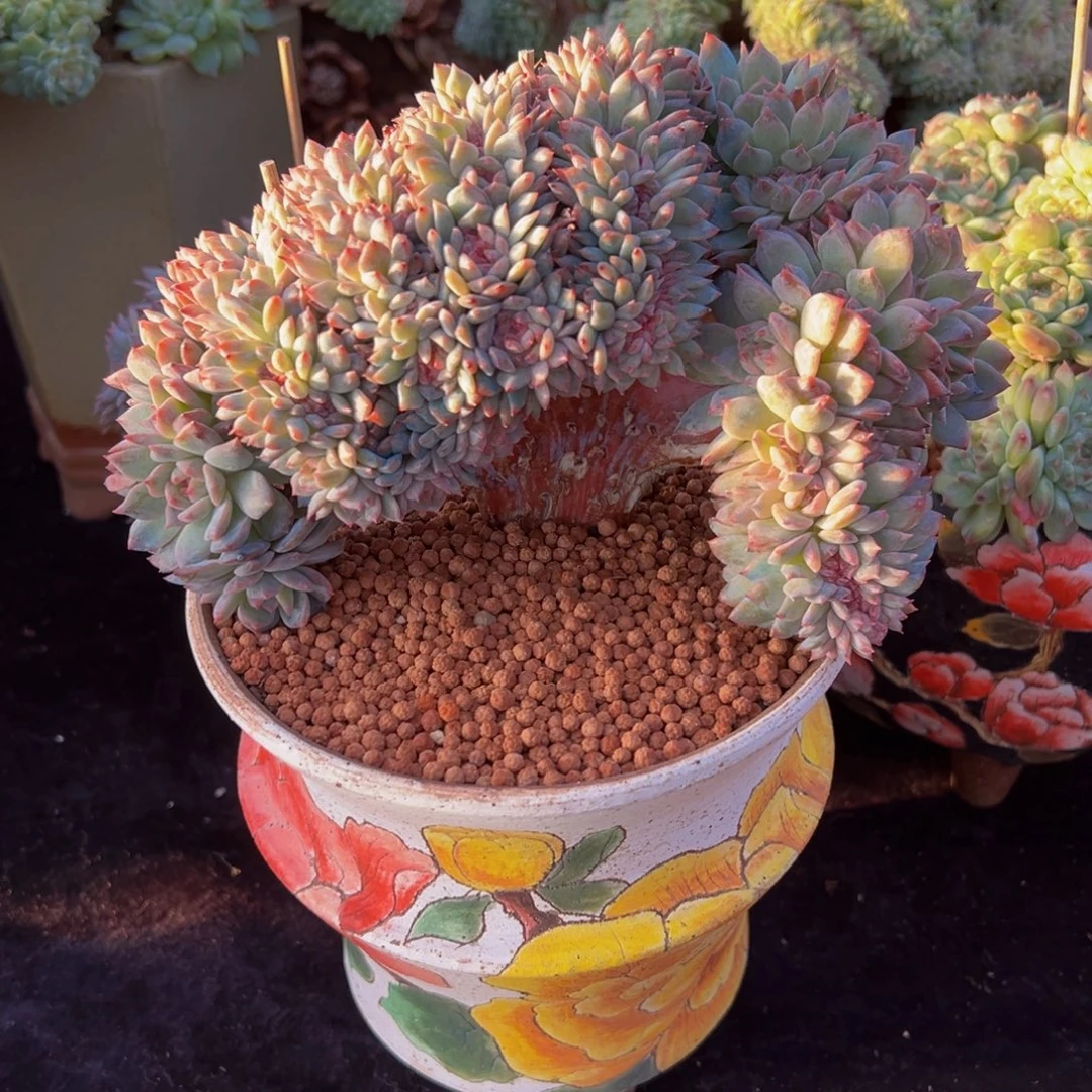 弗洛伊德琥珀缀29朵朵缀