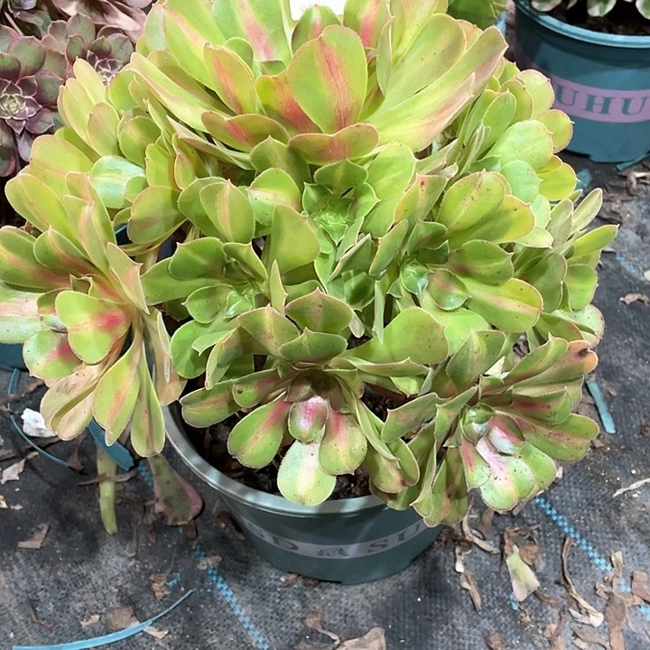 粉女巫中斑锦274   冠幅28