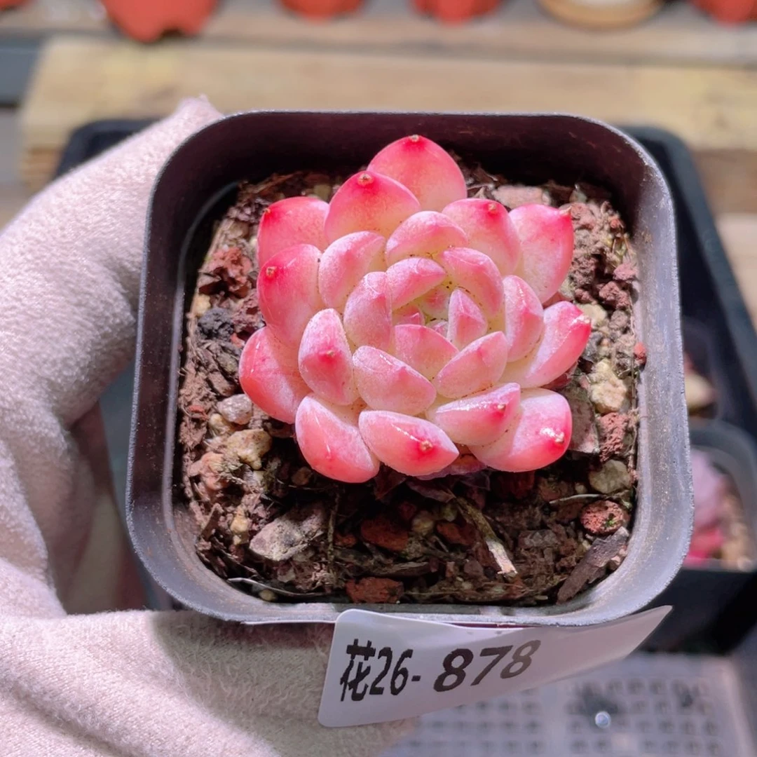 花利美26-878白桃汽水