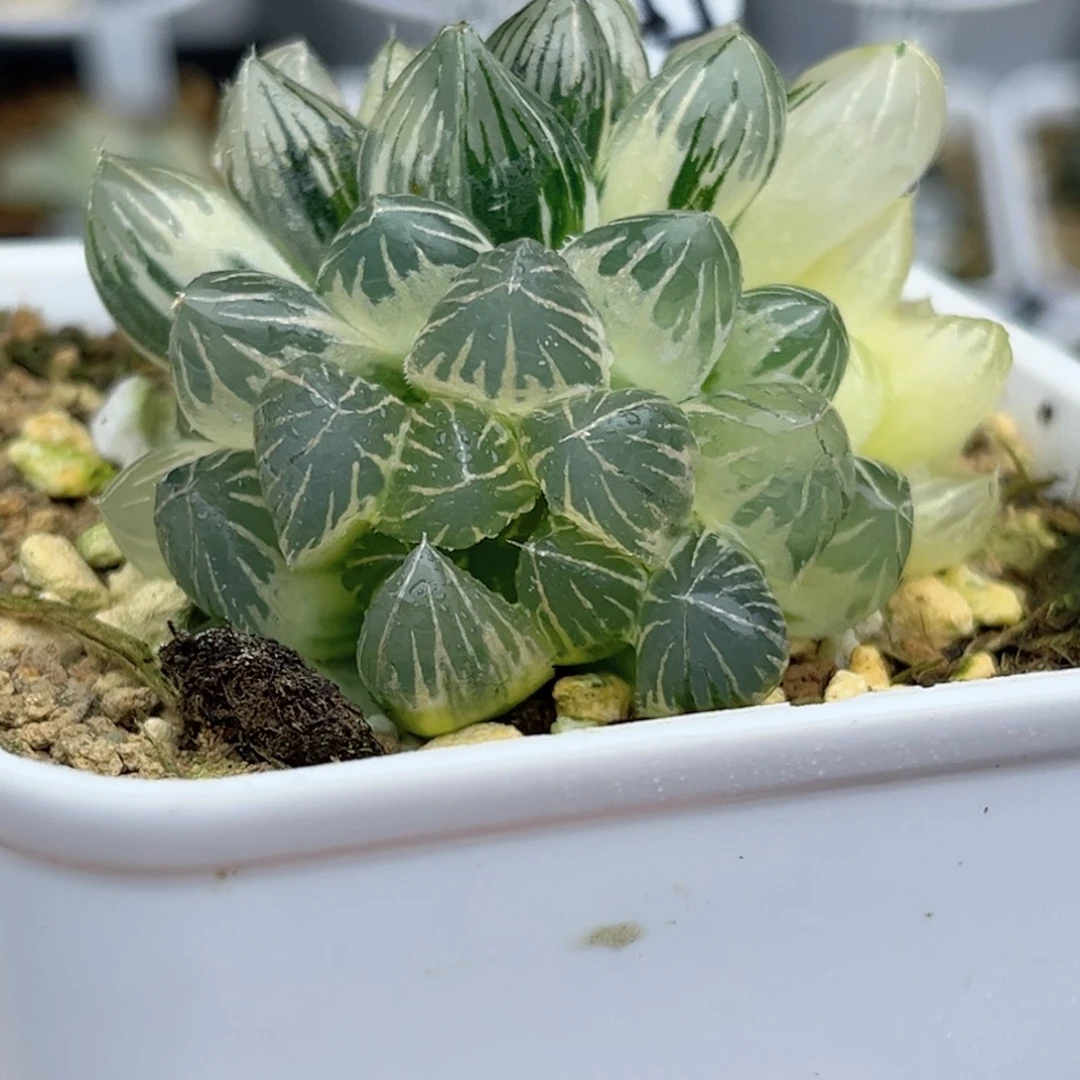 55多头龙爪玉露锦（糊斑➕极上斑）腹肌专场