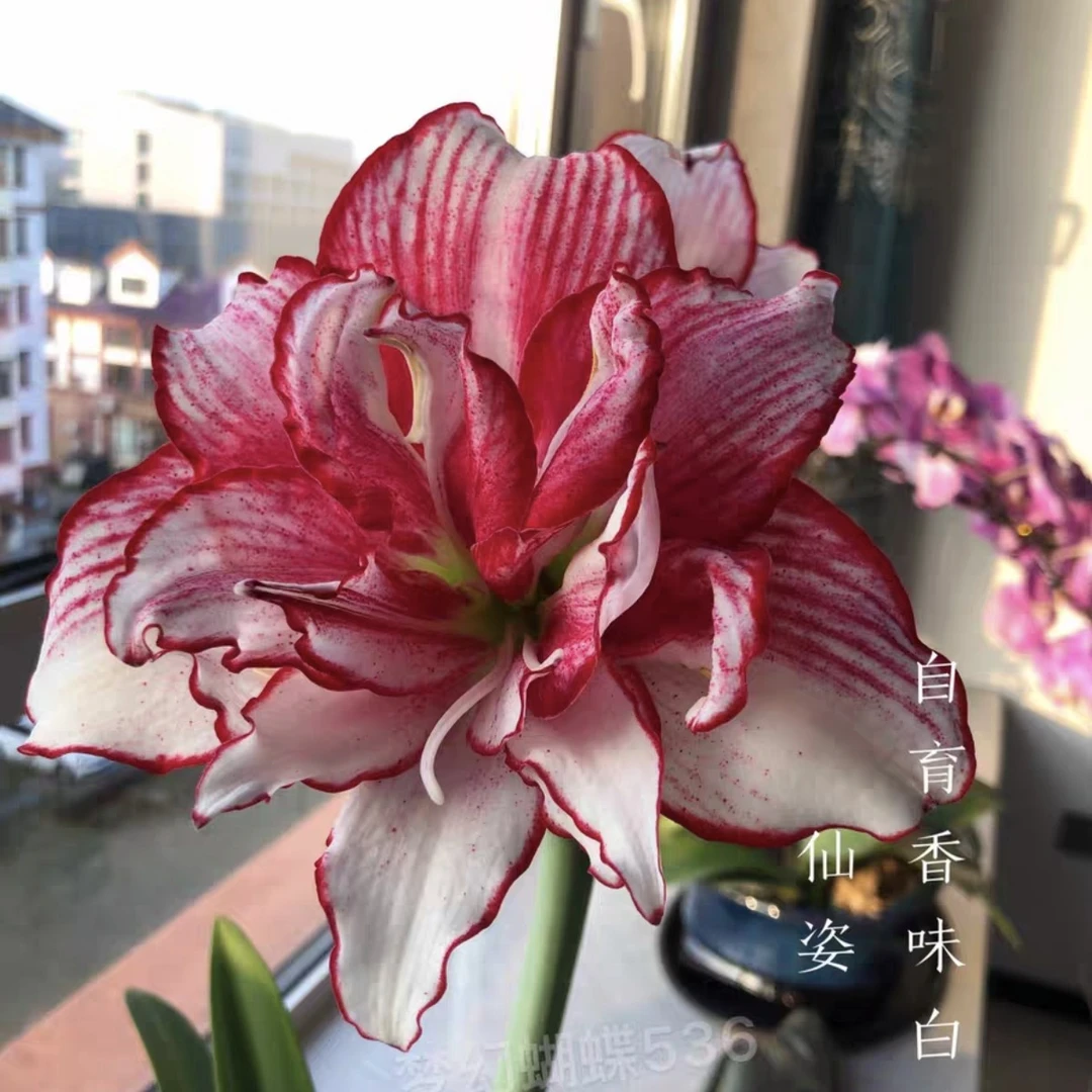 朱顶红-仙姿（肋线）7cm带1侧，只包对版，不包后期养护