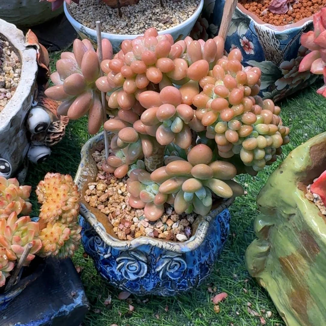 洛神小树多肉植物