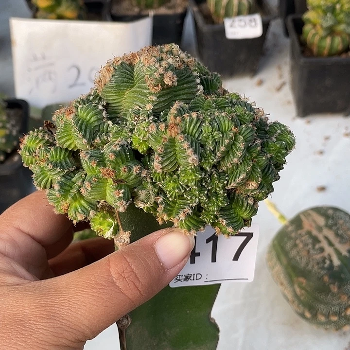 涛***声417号群生花龙仙人球