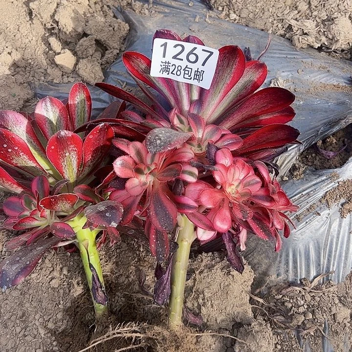 1267组合法师多肉植物法师法师法师