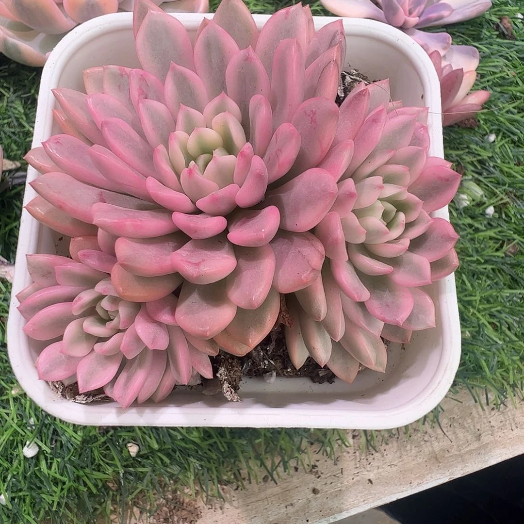 @***@多肉植物多肉植物