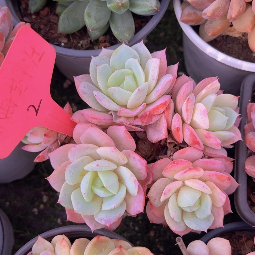 香玉的故事是一个人的故事