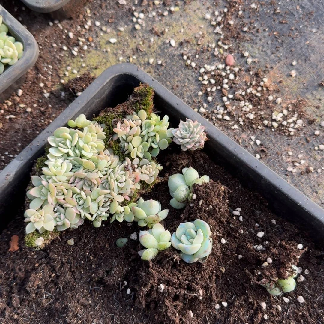 21-50开播福利切糕加锦加五颗叶插珍妮量拍