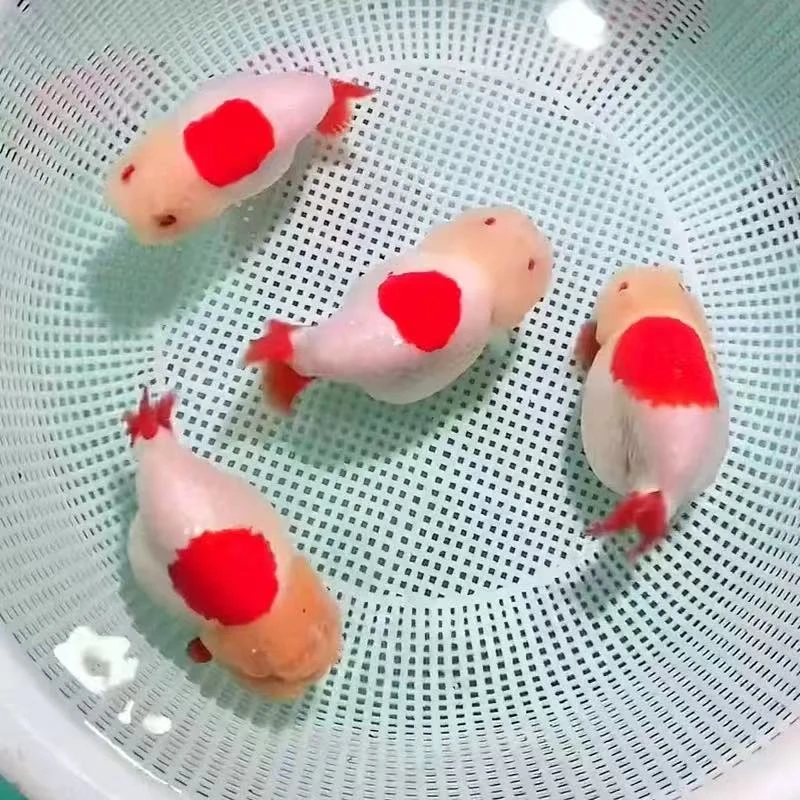 (直播专用)一物一拍到家录开箱视频