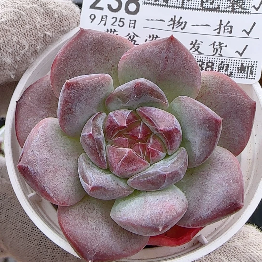 多肉0925--238琥珀天使