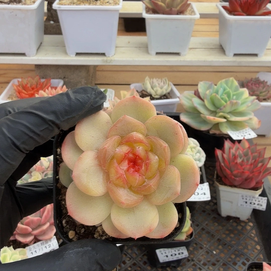 1112-109甜心单头a