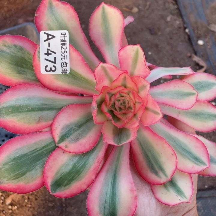 473爱丽思砍头12345678多肉