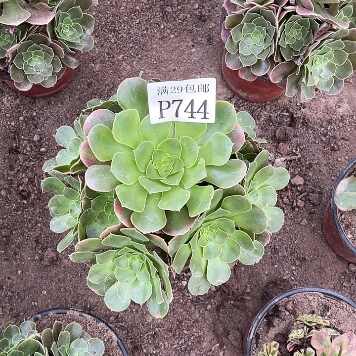 744香妃多肉植物