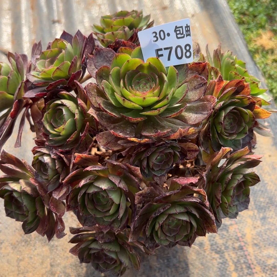 708万拉丝多肉法师