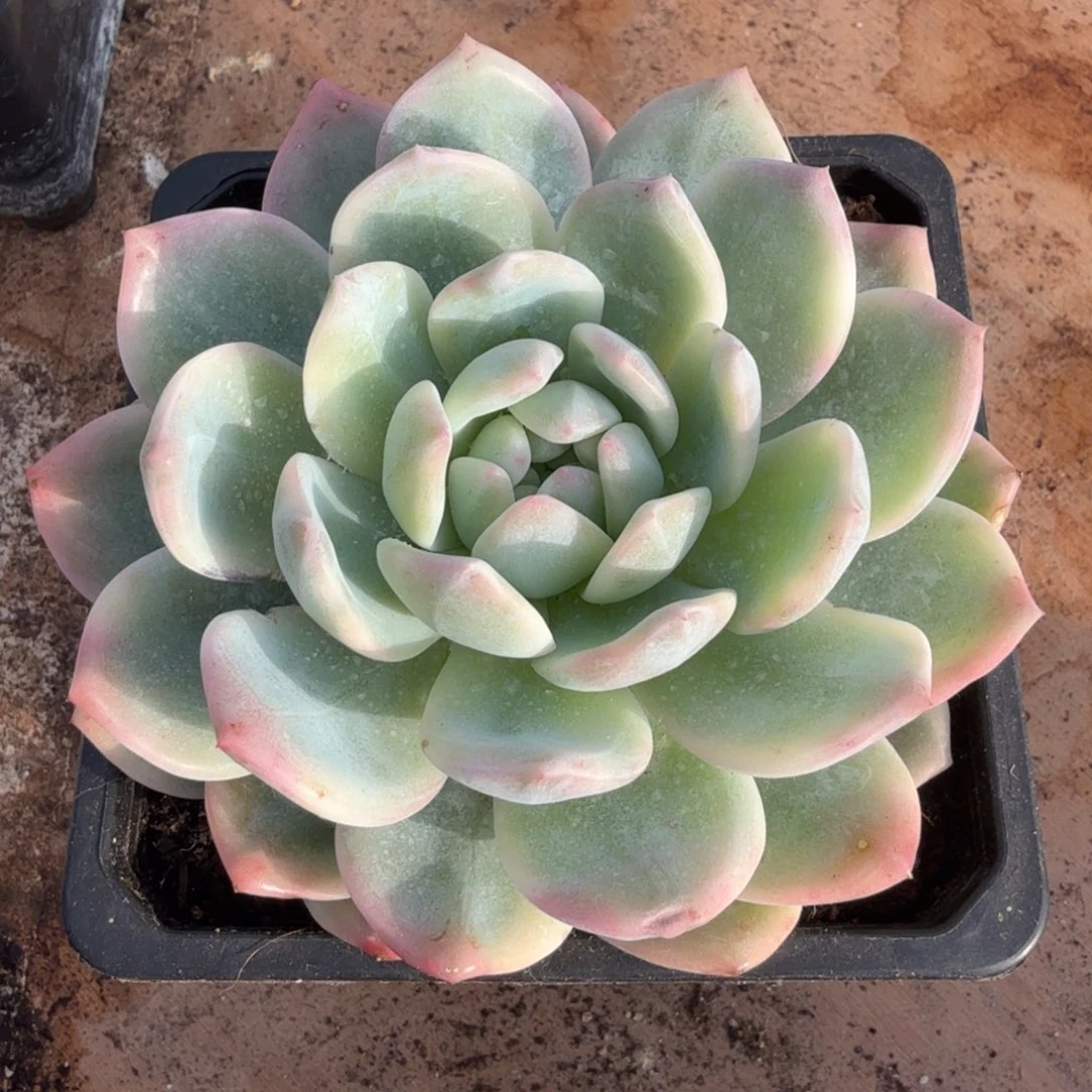 橙梦露锦腹轮锦一颗多肉锦