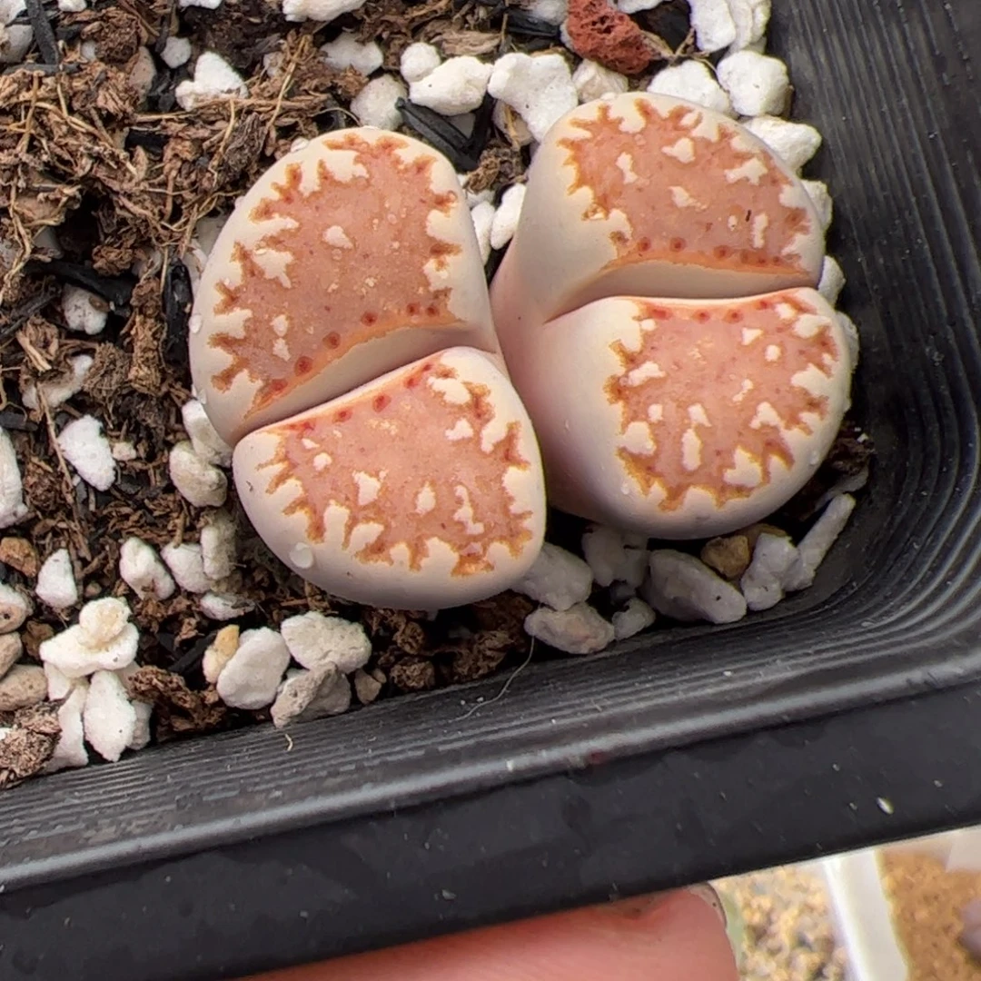 0440号218a饼干 多肉植物