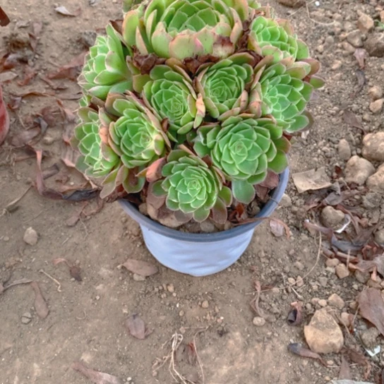 165多肉植物莲花座