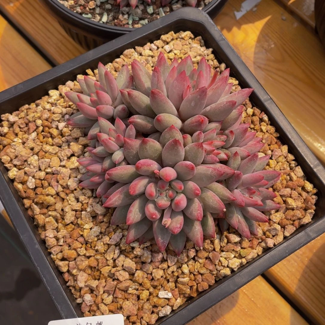 0308-11-虞美人。。。。。。。