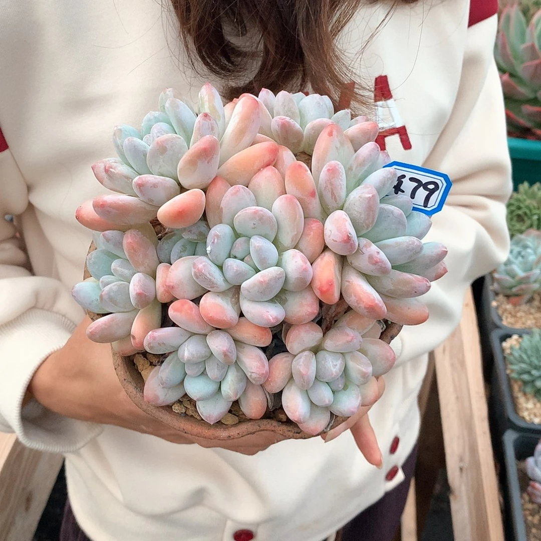 479香水一物一拍多肉