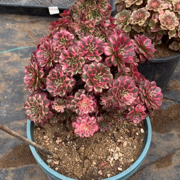 219霁月多肉植物特价