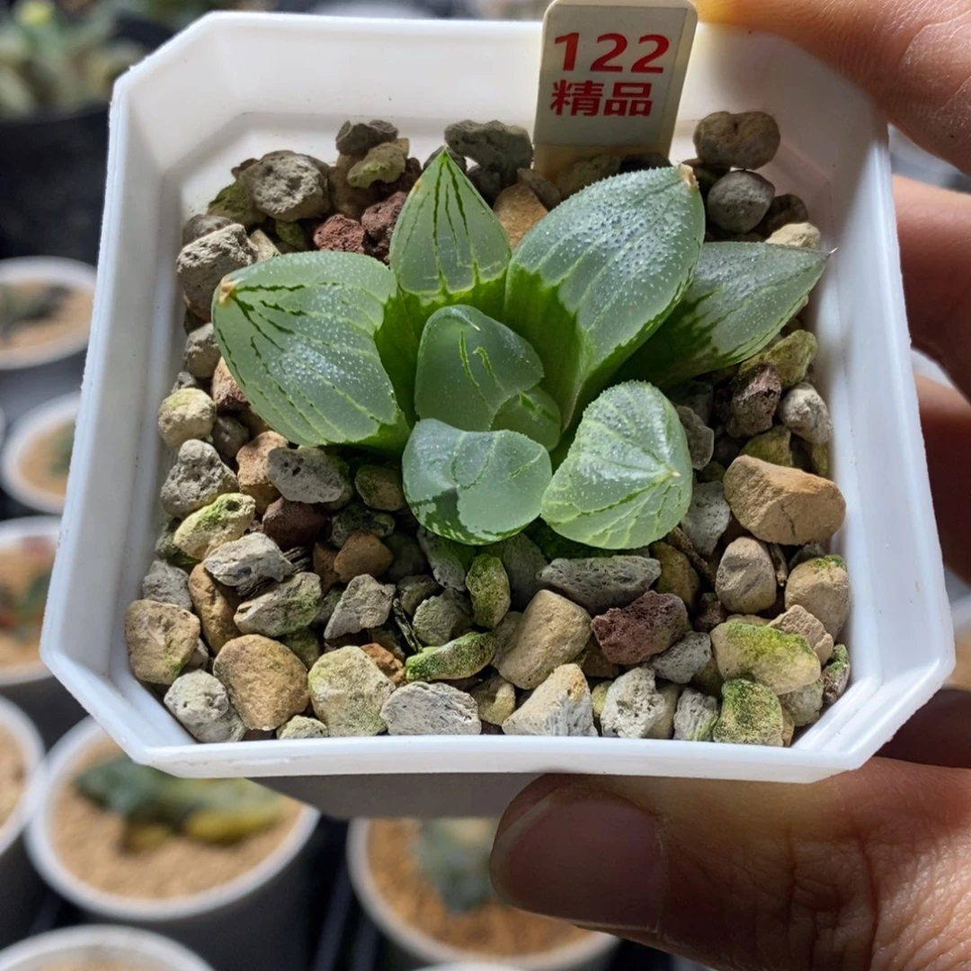 122号虞美人多肉植物