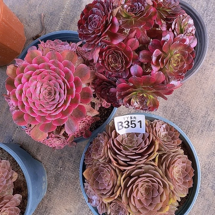 美姬红铜红魔351多肉