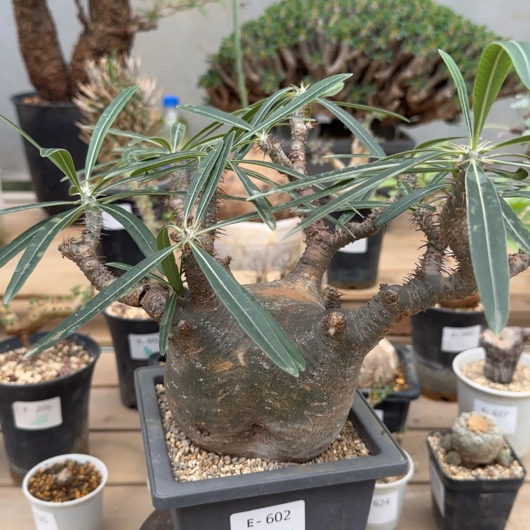 602象牙宫块根植物