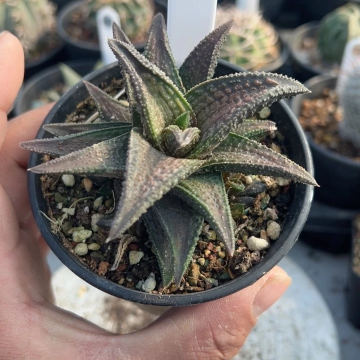 完全开放鬼瓦带盆发