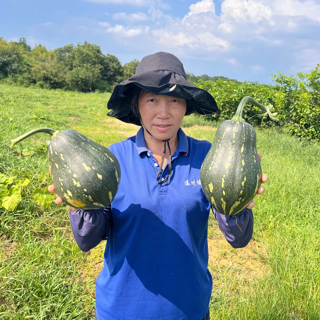【产地直发】香芋南瓜新鲜采摘香甜软糯