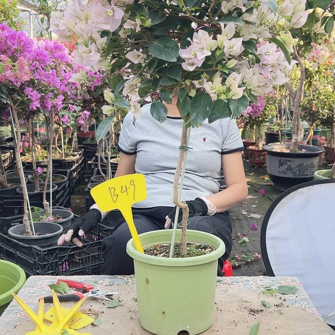 @***晚大部分花苞少量开放B49苹果花