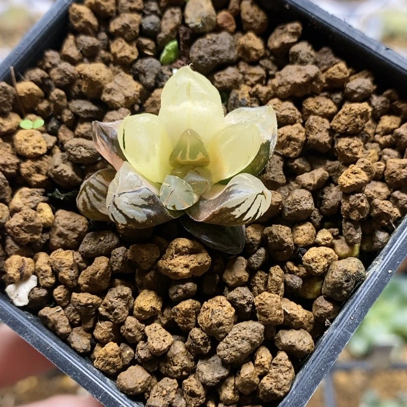 【闪购商品】1福利小玉露锦