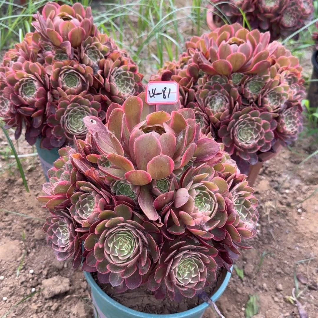 24-81粉花妖亮牌地理一个多肉