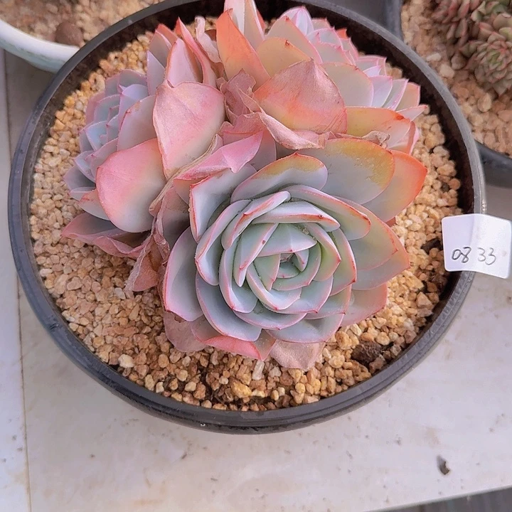 0833布鲁蓝多肉植物