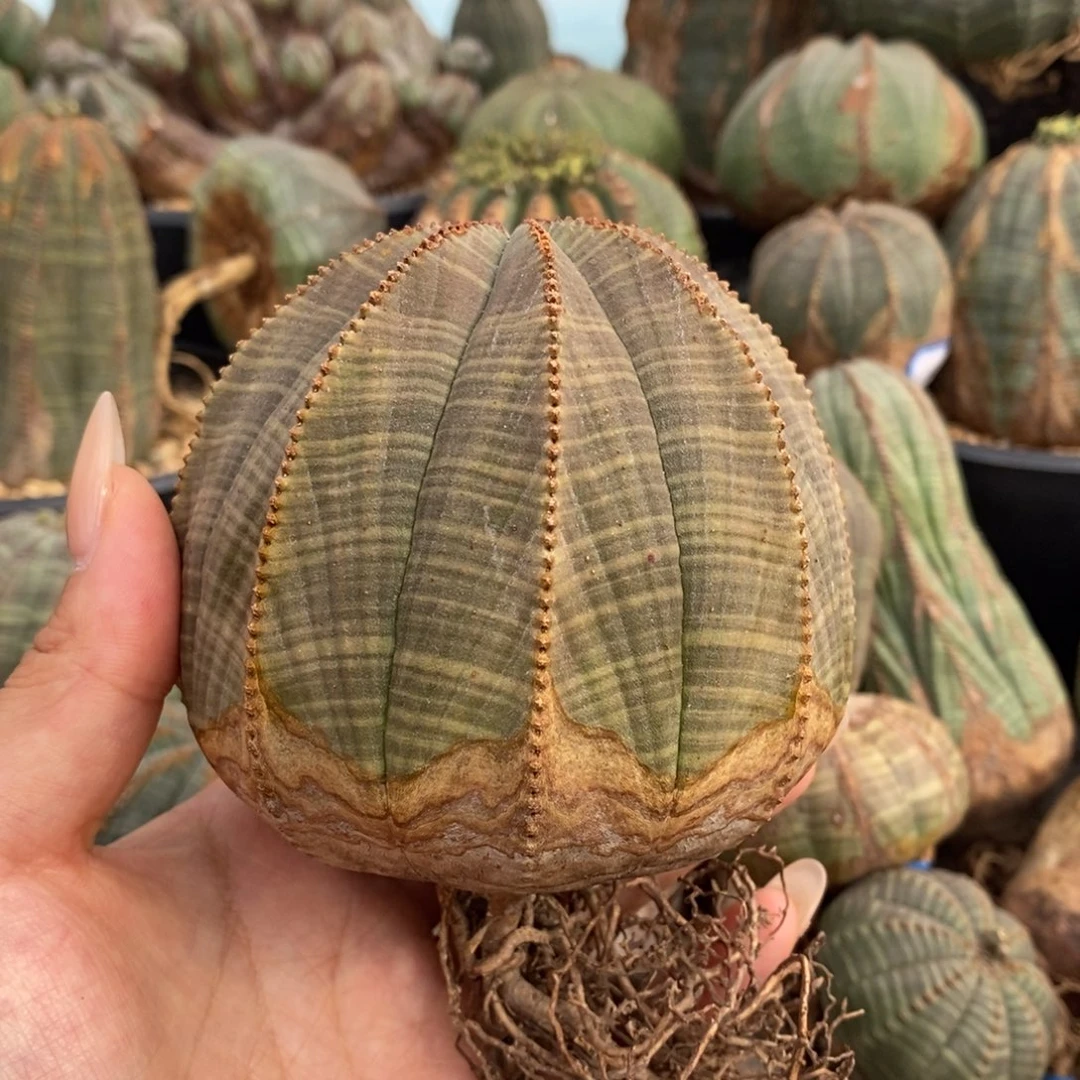 欧系实生布纹球一物一拍