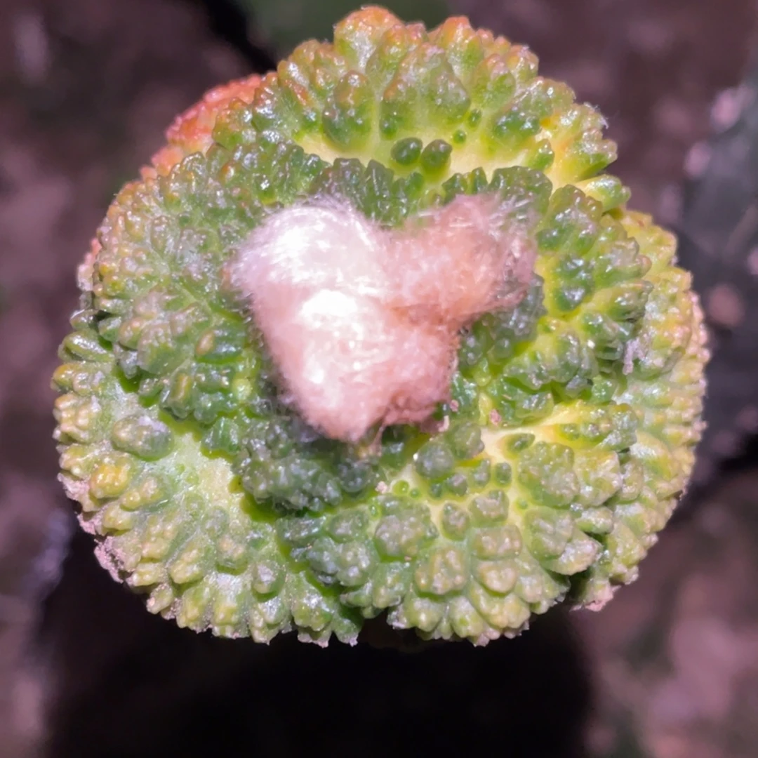 全部花朵袖普苗接 菜花锦