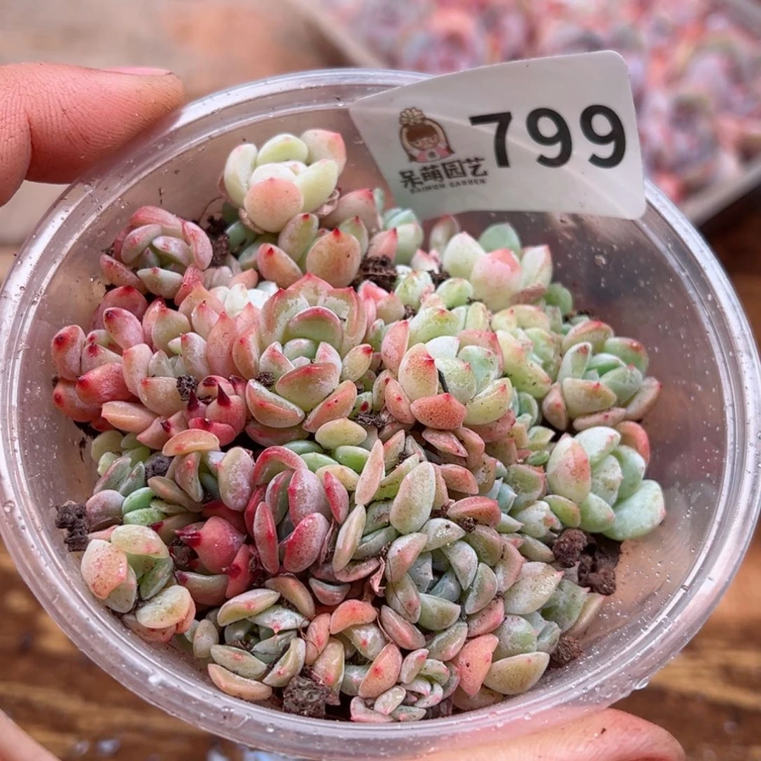 多肉植物多肉植物