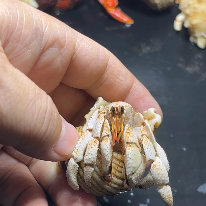闪17号毛球2.2口径