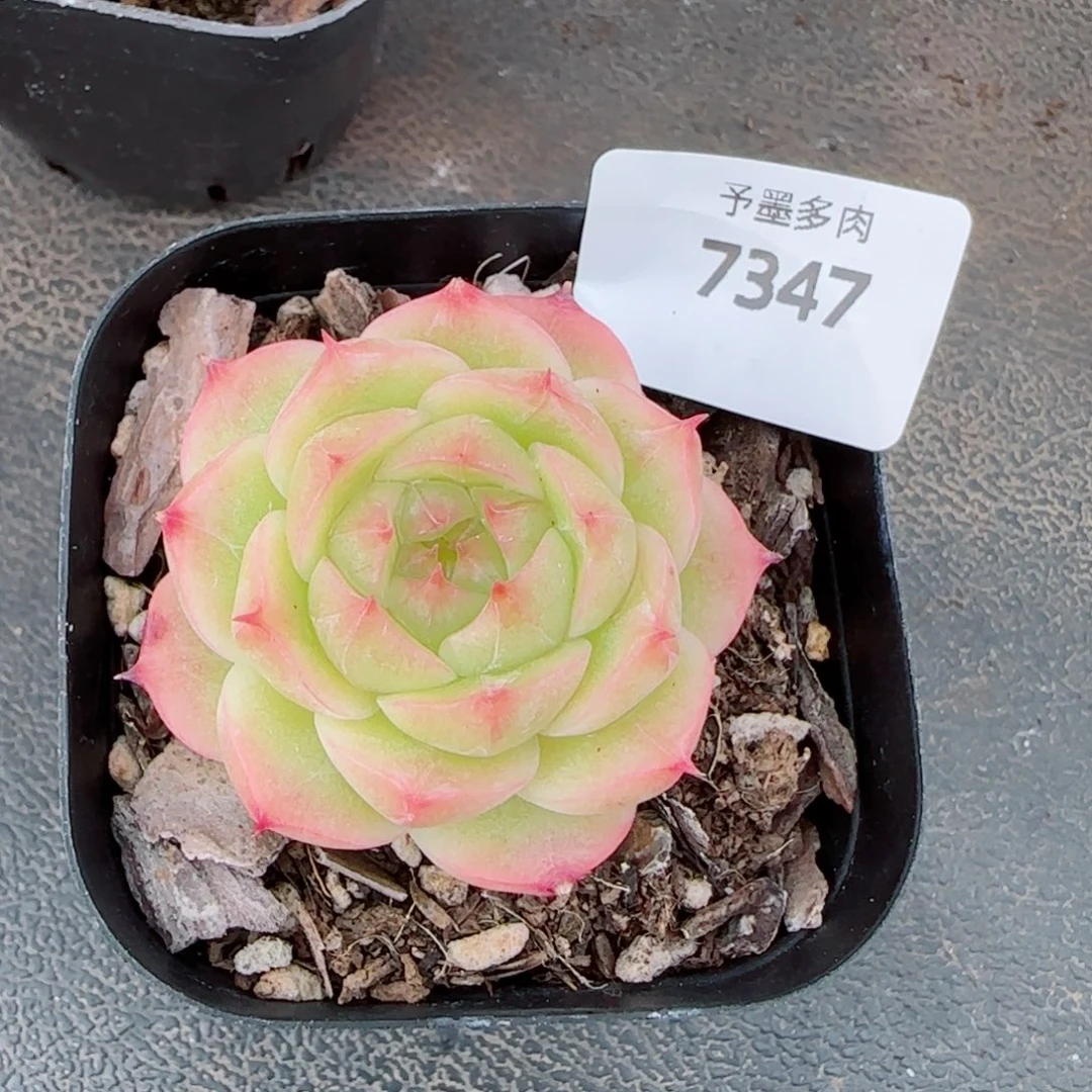 金辉珍妮，7347多肉植物