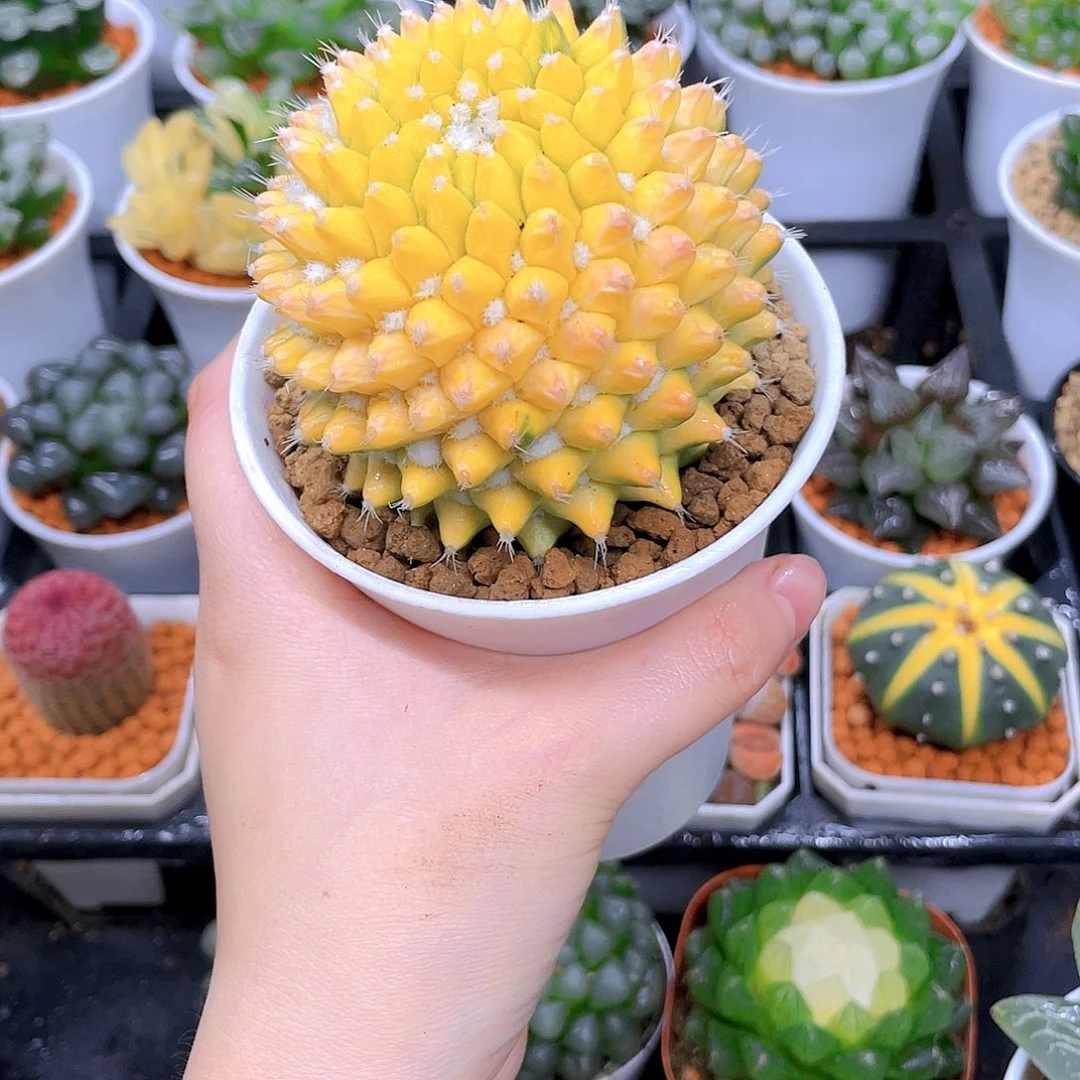 菠萝球，仙人球，白盆