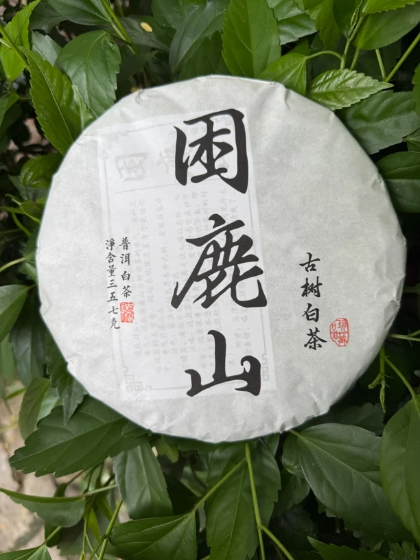 2025年困鹿山小树白茶