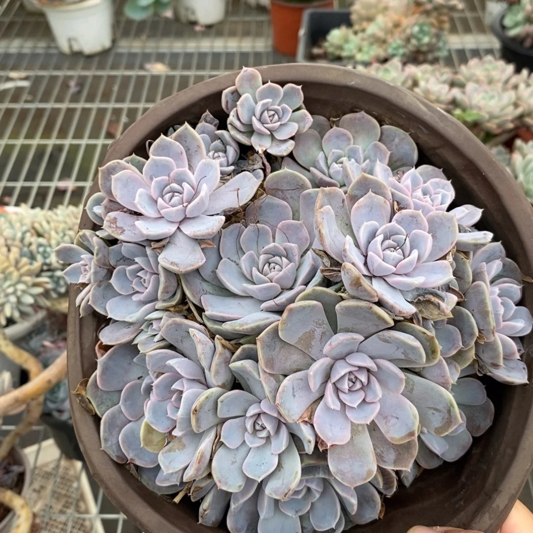 4786汉堡手捧一物一拍