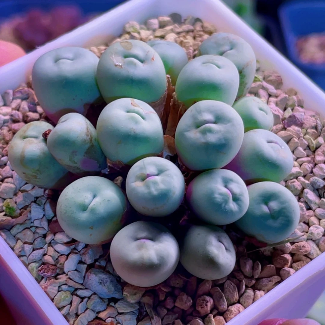 比特嘴植物一物一拍