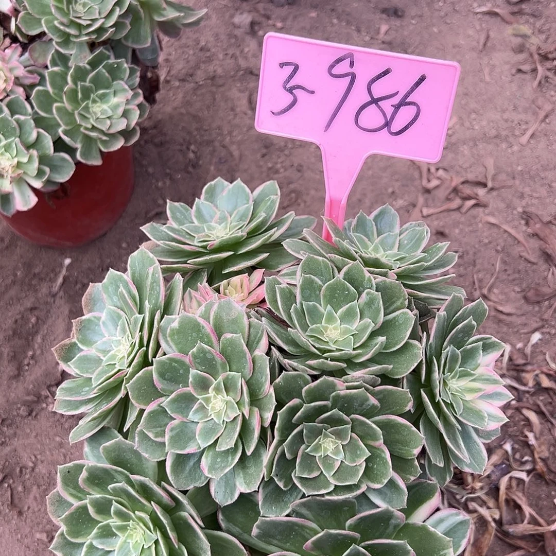 3-986万花筒多肉法师