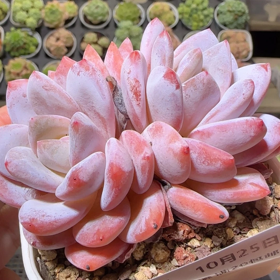 花语逸镜1025-15洋芋卷