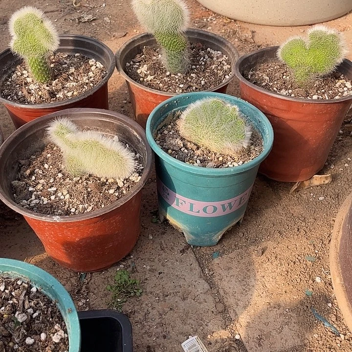 来***家九尾狐嫁接缀化5个